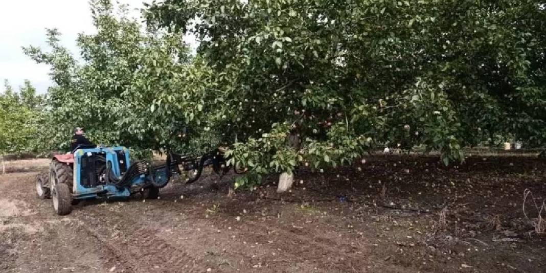 Devlet bedelsiz kiraya verdi köylünün ata mesleği oldu! Yıllardır imece usulü üretiliyor: Kilosunu 310 TL’ye satıyorlar 3